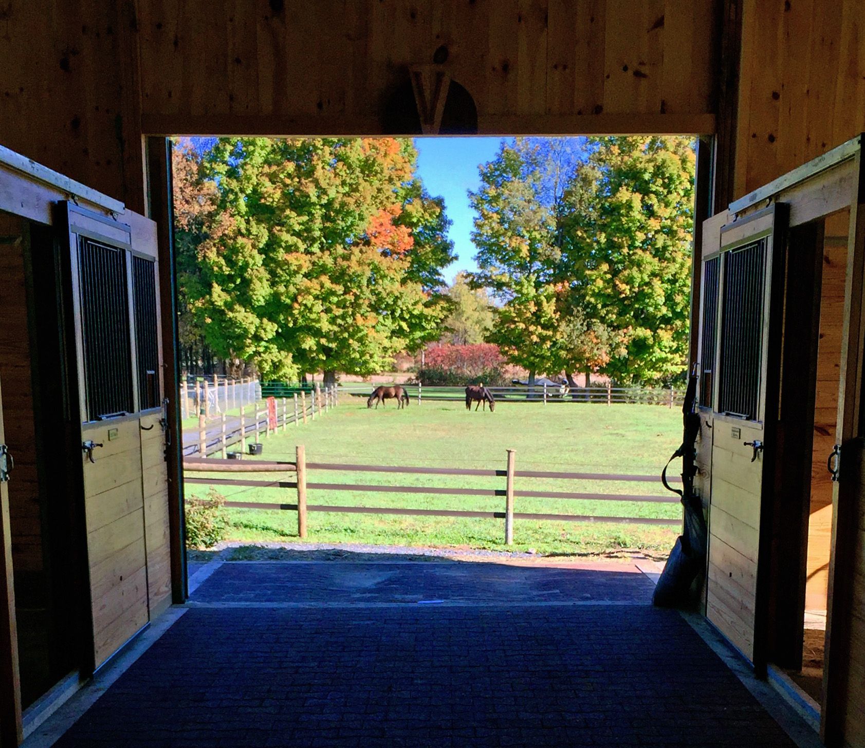 View from the stable of horses grazing at Volta Farm