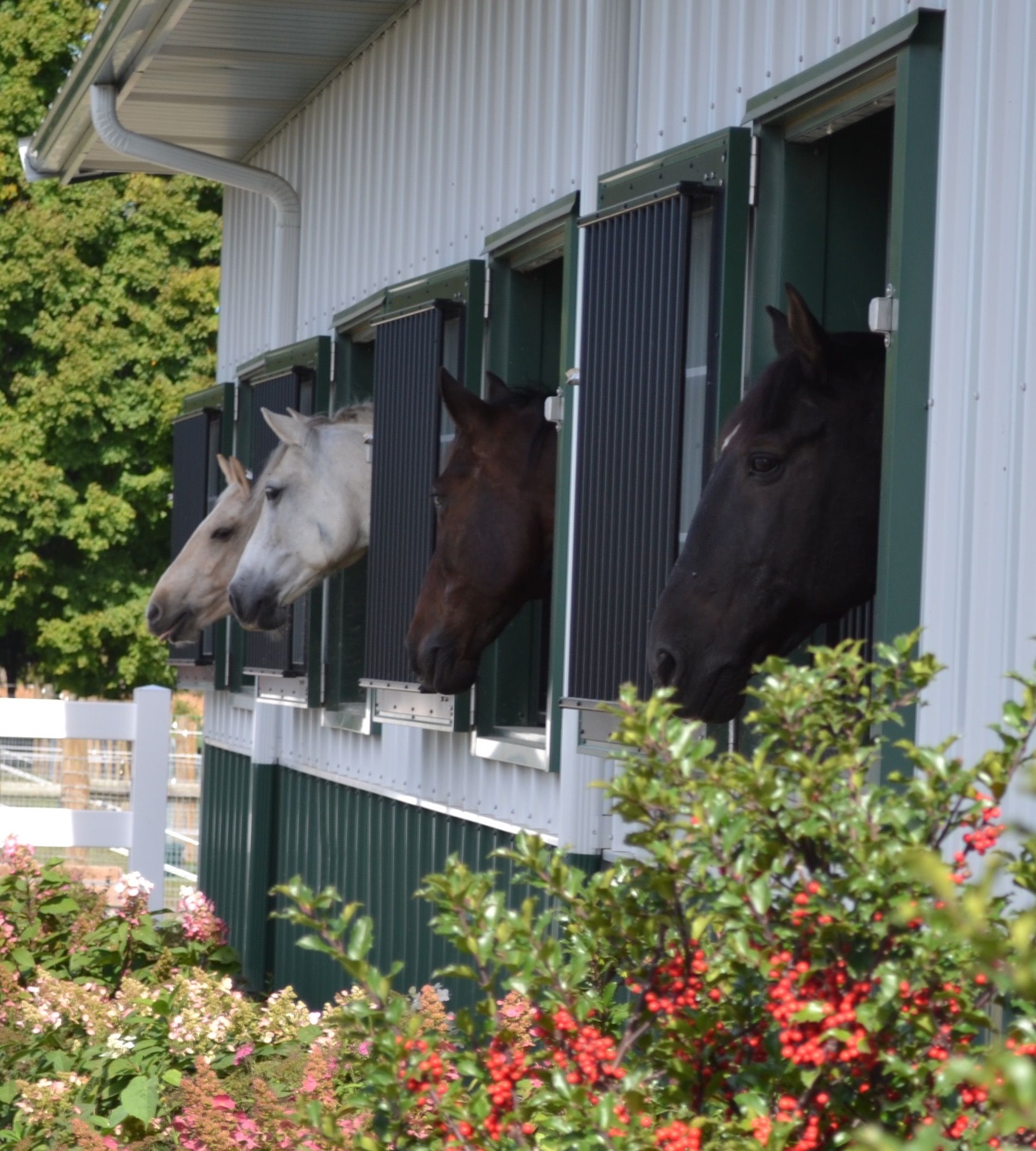 Brown and white horses poking heads out of stalls at Voltra Farm.